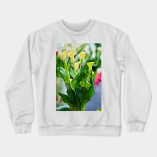 Calla flowers blooming Crewneck Sweatshirt